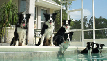 Border_Collie_Stuff/Pool_picture_six.jpg