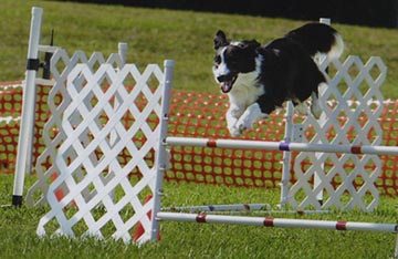 dogstuff/smudge_jumping